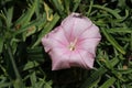 `Cantabrican Morning Glory` flower - Convolvulus Cantabrica