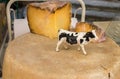 Cantal cheese for sale at local market in Provence region