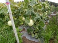 cantaloop melon fruit travel green Royalty Free Stock Photo