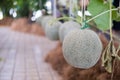 Cantaloup green melon in farm