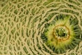 Cantaloup Melon Close-up