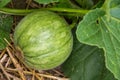 Cantaloup melon growing in the garden Royalty Free Stock Photo