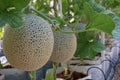 Cantaloup melon growing in greenhouse farm