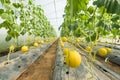 Cantaloup melon growing in greenhouse