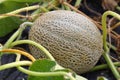 Cantaloupe Royalty Free Stock Photo