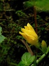 Cantaloupe flower buds