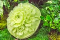 Cantaloupe fruit carving in the garden. on table sets. Royalty Free Stock Photo