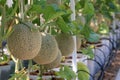 Cantaloupe melon cultivation in greenhouse farm