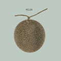 Cantaloupe melon, fruit illustration