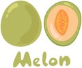 Cantaloupe melon, fruit vector illustration. Cartoon flat icon isolated on white with text