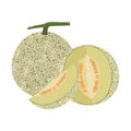 Cantaloupe melon fruit vector illustration