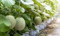 Cantaloupe melon is growing in a greenhouse. Melon is a large round fruit of a plant of the gourd family, with sweet pulpy flesh Royalty Free Stock Photo