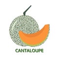 Cantaloupe melon icon on white background, vector