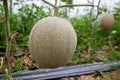Cantaloupe melon. Ripe cantaloupe melon growing in greenhouse farm