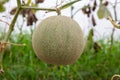 Cantaloupe melon. Ripe cantaloupe melon growing in greenhouse farm