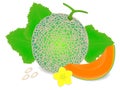 Cantaloupe melon with a slice, leaves and a yellow flower, seeds on a white background.