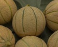 Cantaloupe melon, a small yellow fruit with a clear natural pattern and green stripes. Ripe juicy sweet melon