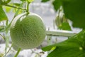 Cantaloupe melons growing in a greenhouse Royalty Free Stock Photo