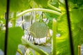 Cantaloupe melons growing in a greenhouse Royalty Free Stock Photo