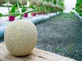 Cantaloupe melons growing in a greenhouse stand on center of the