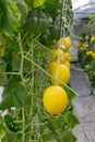 Cantaloupe melons or Japanness melons  growing in a greenhouse supported by string melon nets Royalty Free Stock Photo