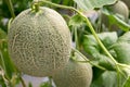 Cantaloupe melons or Japanness melons growing in a greenhouse s Royalty Free Stock Photo