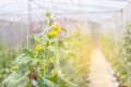 Cantaloupe melons plants growing in film greenhouses farm