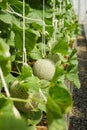 melons plants ,A lot of melon growing in the glasshouse Royalty Free Stock Photo