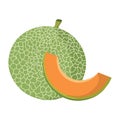 Cantaloupe vector.Fresh cantaloupe illustration