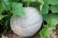 Cantaloupe on the Vine Royalty Free Stock Photo