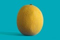 Cantaloupe yellow melon fruit Royalty Free Stock Photo