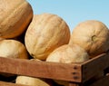 Cantaloupes In a Crate Royalty Free Stock Photo