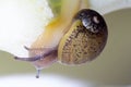 Cantareus apertus snail eats fennel Royalty Free Stock Photo