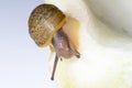 Cantareus apertus snail eats fennel Royalty Free Stock Photo