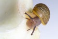 Cantareus apertus snail eats fennel Royalty Free Stock Photo