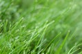 Canted green grass close-up