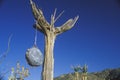 Canteen hanging on dead tree in desert, CA Royalty Free Stock Photo