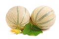 Cantelope melon Royalty Free Stock Photo