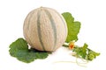 Cantelope melon Royalty Free Stock Photo