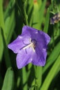 Canterbury bell blue flower in close up Royalty Free Stock Photo