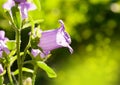 Canterbury bell flower Royalty Free Stock Photo