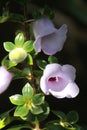 Canterbury Bell Plant (Gloxinia perrenis)