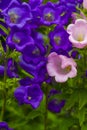 Canterbury bellflower . blue bell flower campanula Royalty Free Stock Photo