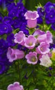 Canterbury bellflower . blue bell flower. campanula Royalty Free Stock Photo