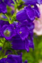 Canterbury bellflower . blue bell flower. campanula Royalty Free Stock Photo