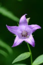 Canterbury bellflower (Campanula latifolia)