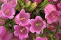 Canterbury Bells