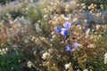 Canterbury Bells blooming in the mojave desert in Joshua Tree National Park. Backlit by sun, taken during super bloom Royalty Free Stock Photo