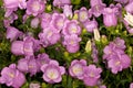 Canterbury Bells -Champion Pink- (Campanula medium) Flower