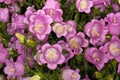 Canterbury Bells -Champion Pink- (Campanula medium) Flower